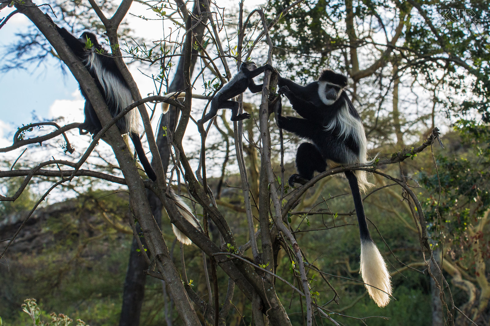 Naivasha - Crater Lake - Zwart-witte colobus apen  Nabij de lodge aan het Crater Lake zat er een groep zwart-witte colobus apen (franjeaap, bergguereza, Mantled guereza, Colobus guereza) met enkele speelse jonge apen. Stefan Cruysberghs
